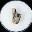 Tyrannosaurid Tooth Fragment - Montana #15208-2